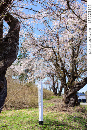 Spring cherry blossoms in bloom at the battlefield of the Gosannen War, near Tatsuma, Yokote City, Akita Prefecture Spring cherry blossoms in bloom at the battlefield of the Gosannen War, near Tatsuma, Yokote City, Akita Prefecture 126225163