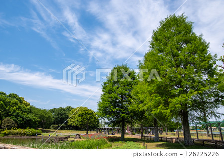 Metasequoia trees in the north zone promenade of the Kiso Sansen Park Center in the National Kiso Sansen Park 126225226