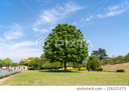 木曾三泉國立公園「木曾三泉公園中心」北區十八府廣場上的大樹 126225273
