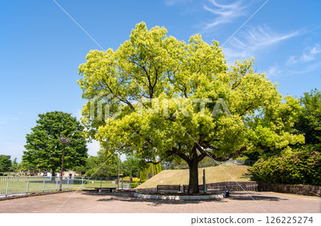 木曾三泉國立公園「木曾三泉公園中心」北區綠色甲板 木曾三泉國立公園「木曾三泉公園中心」北區綠色甲板 126225274