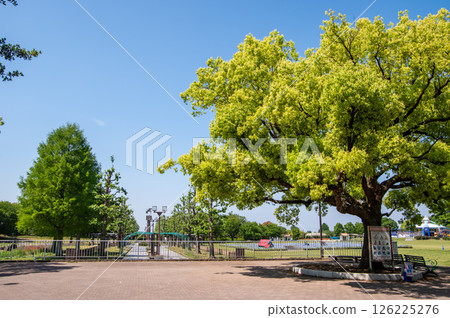 木曾三泉國立公園「木曾三泉公園中心」北區綠色甲板 126225276