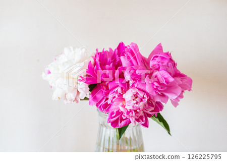 花瓶裡的紫紅色粉紅色和白色牡丹花 126225795