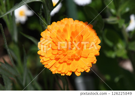 春日陽光下明亮的金盞花 126225849