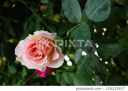 Pink roses blooming in the garden are so pretty!! 126225917