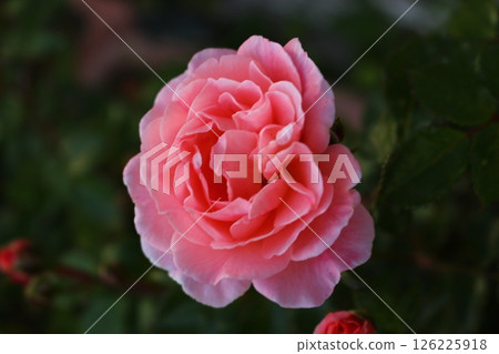 Red rose vividly 126225918