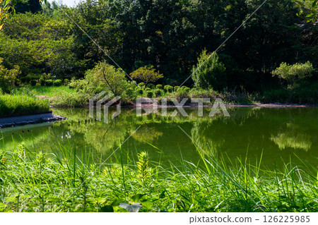 公園裡的夏日景色 公園裡的夏日景色 126225985