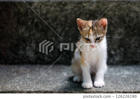 Abandoned tricolor kitten sitting alone on a concrete step outdoors 126226190