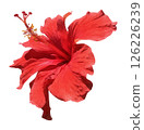 紅芙蓉花的水彩插圖 126226239