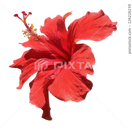 紅芙蓉花的水彩插圖 紅芙蓉花的水彩插圖 126226239