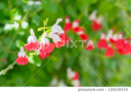 Beautifully blooming cherry sage (hot lips) flowers Beautifully blooming cherry sage (hot lips) flowers 126226310