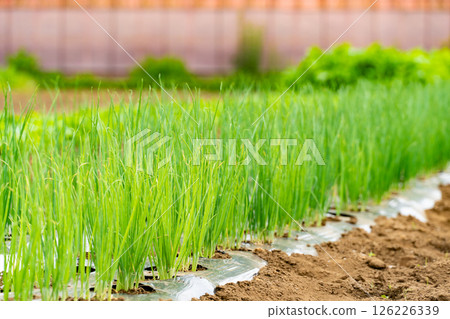 Leeks being grown in a field using mulch 126226339