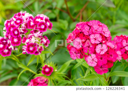 深粉紅色的黑石竹花 126226341