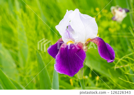 German iris with a beautiful contrast of white and purple 126226343