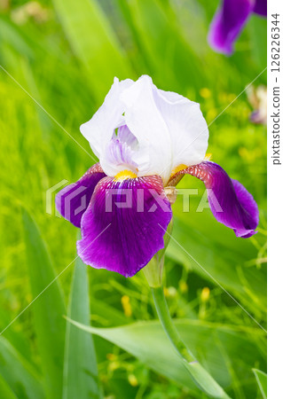 German iris with a beautiful contrast of white and purple: vertical composition 126226344