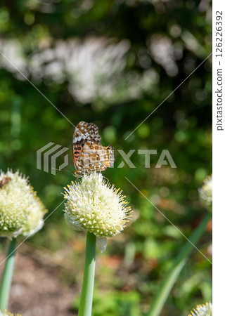 A painted lady butterfly resting on a leek A painted lady butterfly resting on a leek 126226392