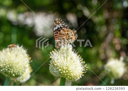 A painted lady butterfly resting on a leek A painted lady butterfly resting on a leek 126226393