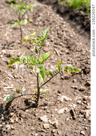 Tomato seedlings grown in a home garden 126226547