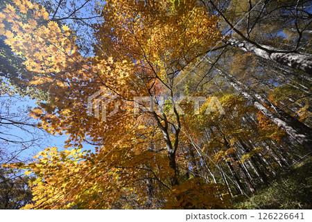 Climbing Mount Daibosatsu, Yamanashi Prefecture 126226641