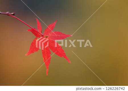 鮮紅的秋葉 126226742
