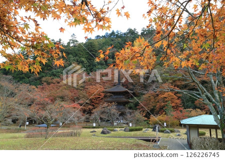 Maple leaves which turned red leaves Maple leaves which turned red leaves 126226745