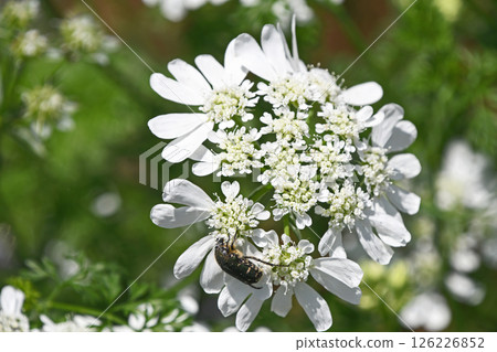 大蒜和金龜子 126226852