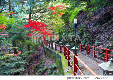 Kanto region: Pilgrimage to Mt. Oyama to see autumn leaves; Scenery of the promenade connecting the cable car station and the temple; Isehara City, Kanagawa Prefecture (3) Kanto region: Pilgrimage to Mt. Oyama to see autumn leaves; Scenery of the promenade connecting the cable car station and the temple; Isehara City, Kanagawa Prefecture (3) 126226862