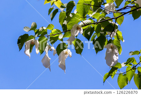 Handkerchief tree (Cornaceae) with two large bracts that hang down from the flower 126226870