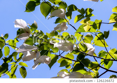 Handkerchief tree (Cornaceae) with two large bracts that hang down from the flower 126226872