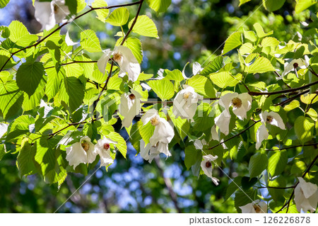Handkerchief tree (Cornaceae) with two large bracts that hang down from the flower 126226878