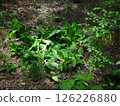 Asian skunk cabbage with its leaves eaten away 126226880