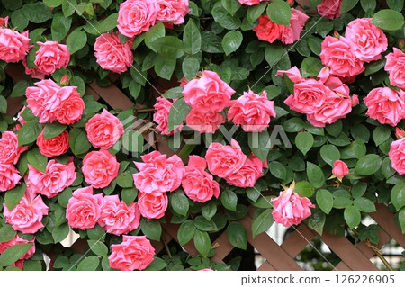 深粉色紅玫瑰 126226905