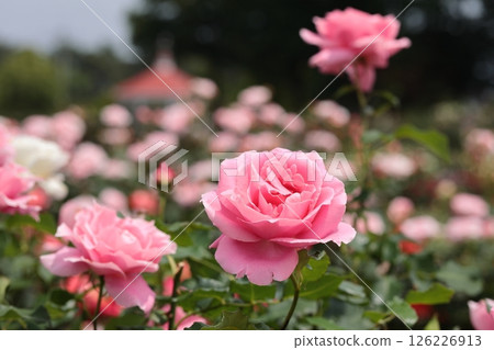 玫瑰園裡盛開著粉紅色的玫瑰花 126226913