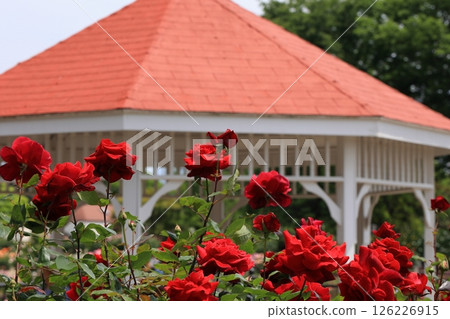 Orange building and red roses landscape 126226915