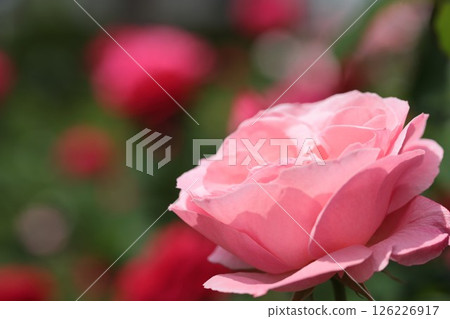 紅玫瑰的背景和粉紅玫瑰花的特寫的鏡頭 紅玫瑰的背景和粉紅玫瑰花的特寫的鏡頭 126226917