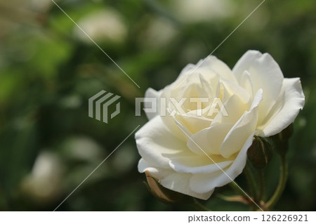 一朵美麗的純白玫瑰的特寫 126226921