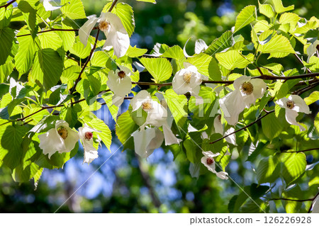 Handkerchief tree (Cornaceae) with two large bracts that hang down from the flower 126226928