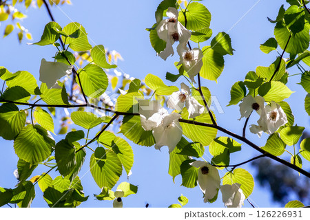 Handkerchief tree (Cornaceae) with two large bracts that hang down from the flower Handkerchief tree (Cornaceae) with two large bracts that hang down from the flower 126226931