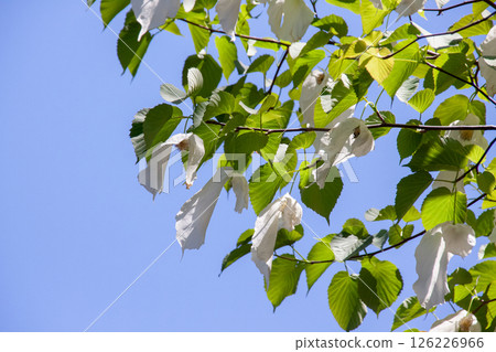 Handkerchief tree (Cornaceae) with two large bracts that hang down from the flower 126226966