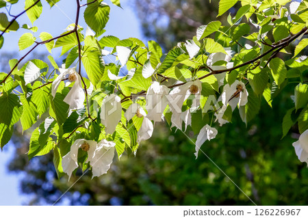 Handkerchief tree (Cornaceae) with two large bracts that hang down from the flower 126226967