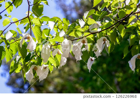 Handkerchief tree (Cornaceae) with two large bracts that hang down from the flower Handkerchief tree (Cornaceae) with two large bracts that hang down from the flower 126226968