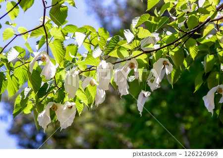 Handkerchief tree (Cornaceae) with two large bracts that hang down from the flower 126226969
