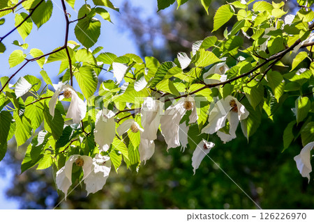 Handkerchief tree (Cornaceae) with two large bracts that hang down from the flower 126226970