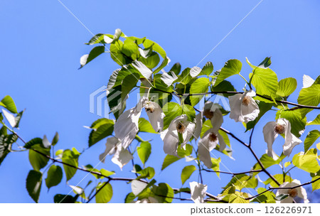 手帕樹(山茱萸科)有兩片大苞片,從花上垂下來 手帕樹(山茱萸科)有兩片大苞片,從花上垂下來 126226971