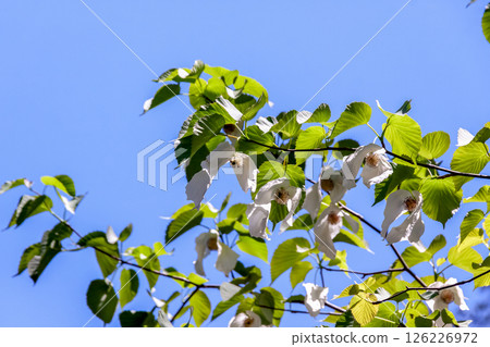 Handkerchief tree (Cornaceae) with two large bracts that hang down from the flower 126226972