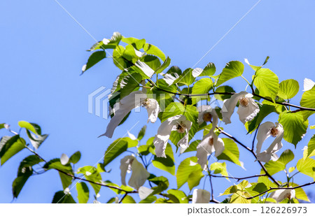 Handkerchief tree (Cornaceae) with two large bracts that hang down from the flower 126226973