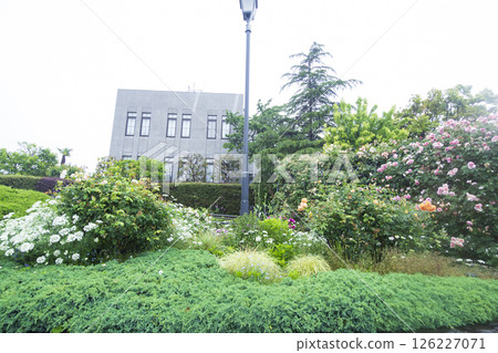 Spring at Yokohama Local Meteorological Observatory Spring at Yokohama Local Meteorological Observatory 126227071