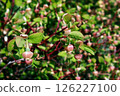 Black laurel in full bloom 126227100