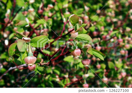 Black laurel in full bloom 126227100