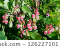 black bean tree flower 126227101