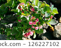 Flowers of the Japanese black laurel tree growing wild on rocky ground 126227102